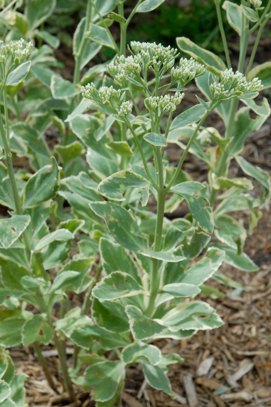 Frosty Morn Stonecrop